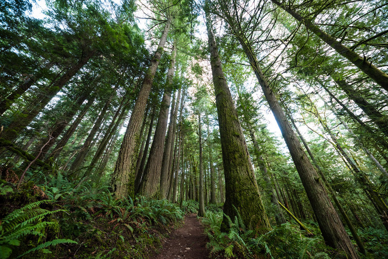 Heading through the trees on the Geneva Pond Loop Trail.