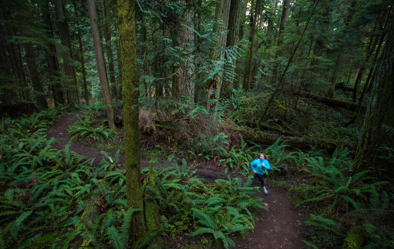 Ashley jogs between the ferns on a mild winter evening.