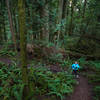 Ashley jogs between the ferns on a mild winter evening.