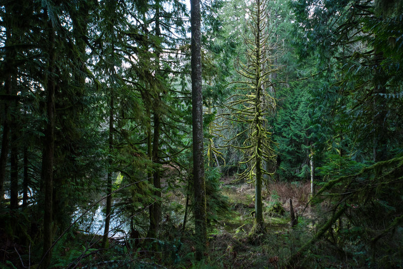 A moss covered pinnacle standing at the edge of the pond.