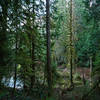 A moss covered pinnacle standing at the edge of the pond.