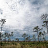 Typical big sky views at St. Sebastian River Preserve State Park!