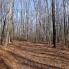 Connector trail to Hank's West Trail (blue blazes)