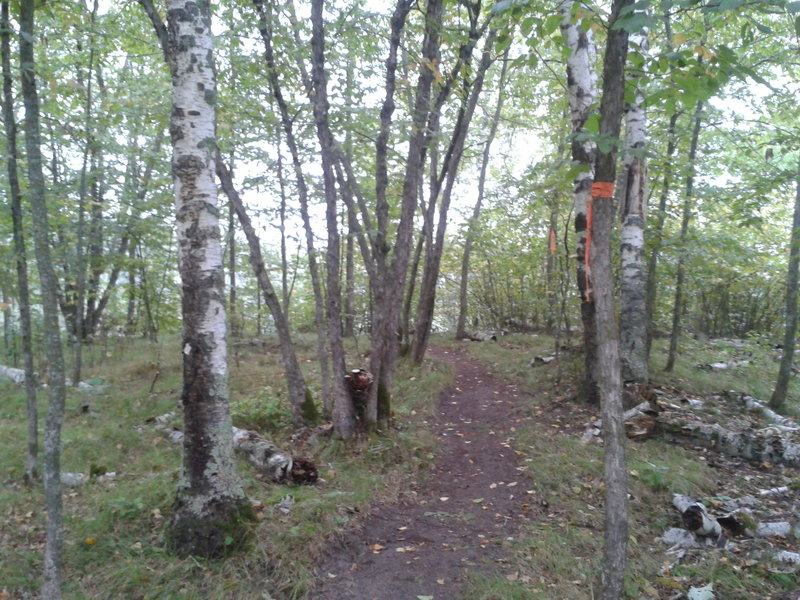 The trail passes through a grassy ironwood stand