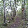 The trail passes through a grassy ironwood stand