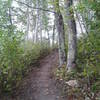 The oak forest - can you spot the sign of beavers?