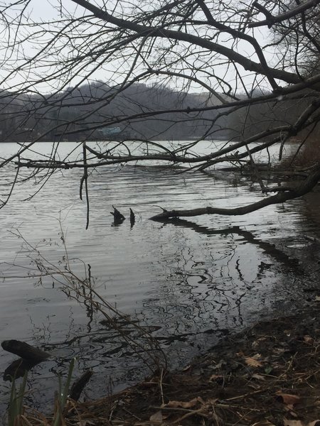 Riverside view of the Monongahela River off Granville Island Trail