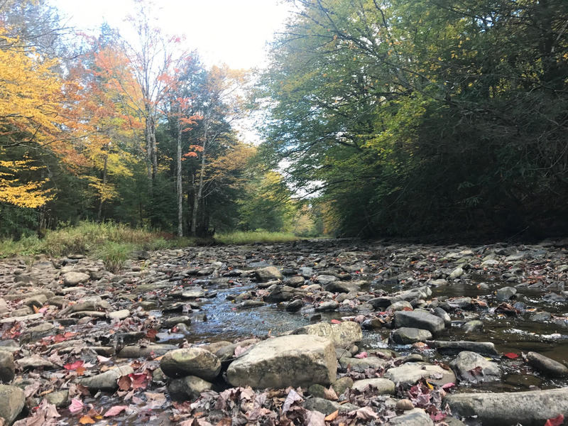 Cranberry River looking upstream