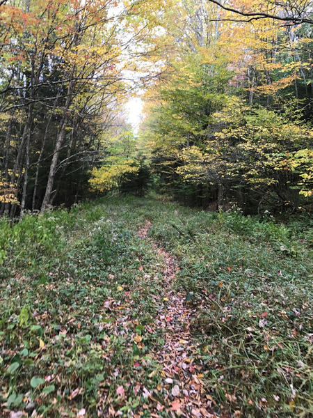 North South Trail dropping down to Cranberry River