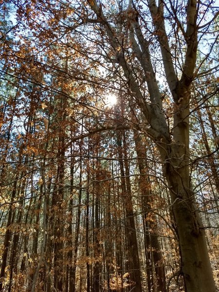 Sunlight filtering through the trees