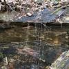 Waterfall in a small creek leading to Wolf Run