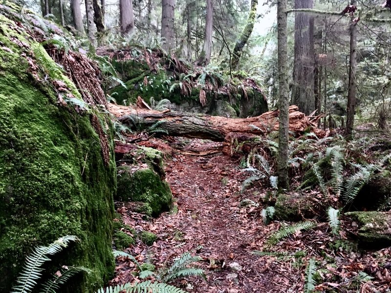 A felled tree across the trail.