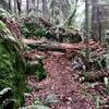 A felled tree across the trail.