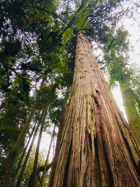 This giant is the largest ceder in Deception Pass State Park. While it is not much taller then it's fellow giants this cedar takes 6 or so people to embrace the trunk.