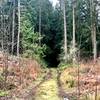 The trail as it is engulfed by the forest.