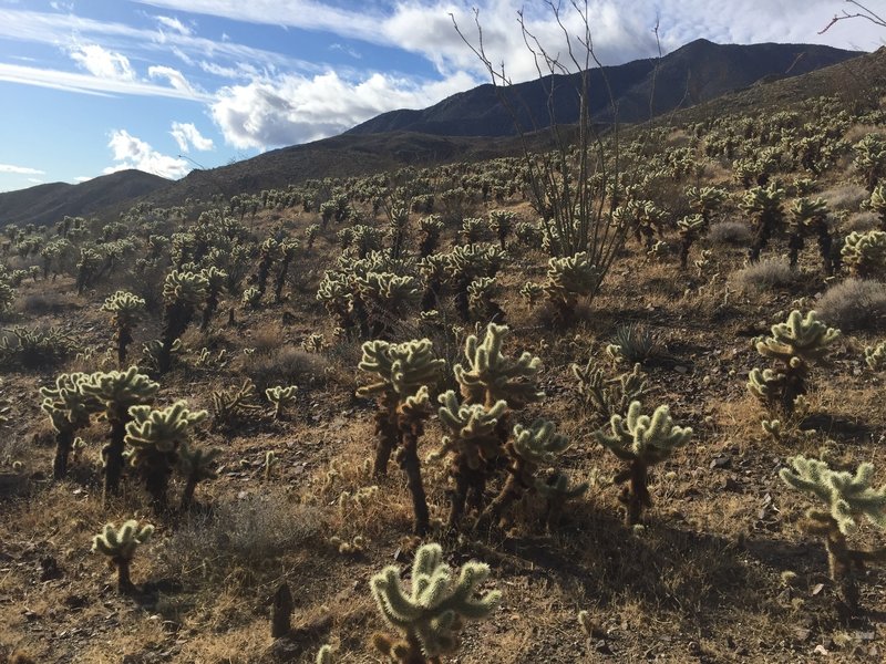 Looking east a field of chollas.