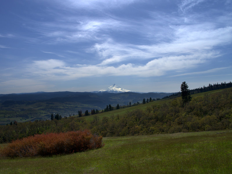 Mount Hood from Tracy Hill