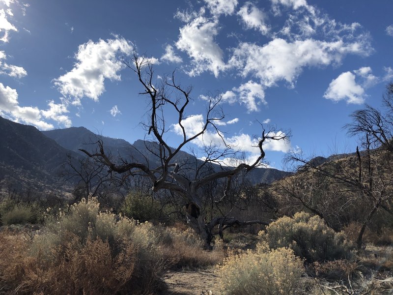 Burnt tree