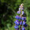 Lupine along the Glenorchy Lagoon Boardwalk