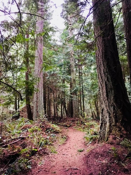 The trail winding into the forest.