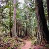 The trail winding into the forest.