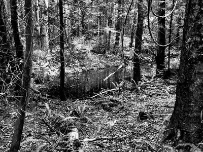 A pond to the left of the trail.