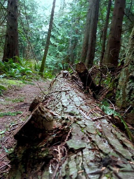 A downed tree bordering the trail.