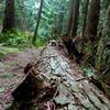 A downed tree bordering the trail.