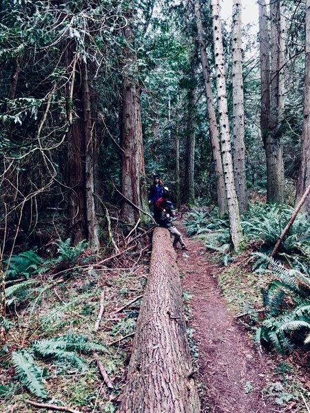 Hikers on the downed tree.