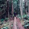 Hikers on the downed tree.