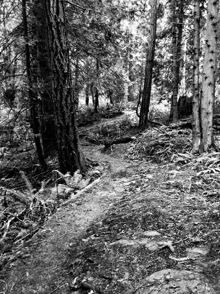 The trail twisting through the woods.