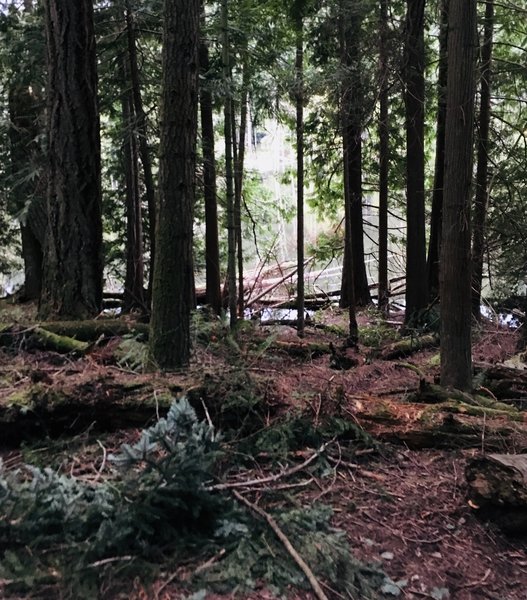 Little Cranberry Lake through the woods.