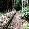 A log stretching the length of part of the trail.