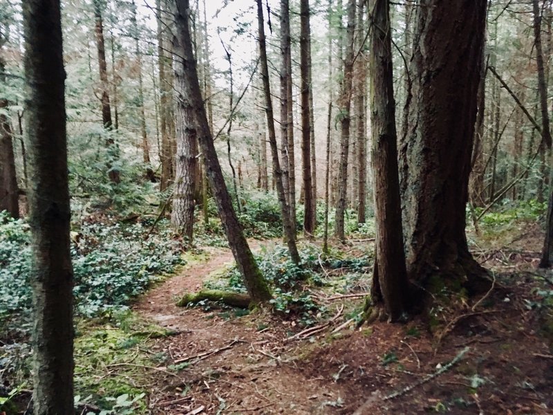 The trail going through the trees.