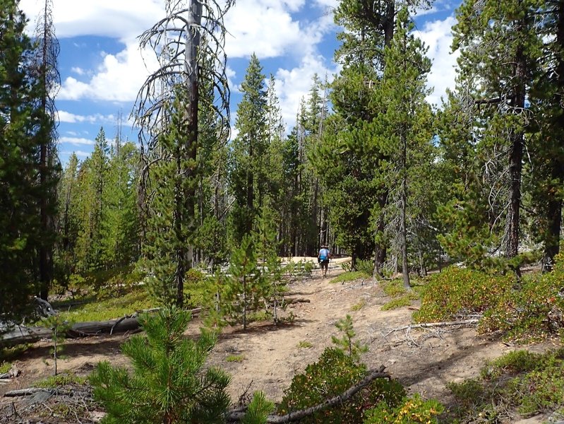 Along the Yamsay Mountain Trail