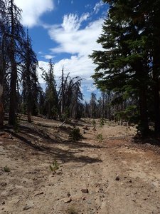 The trail is a fading old road