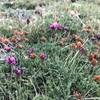 Alpine wildflowers. Above tree line