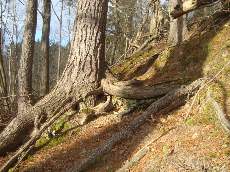 Tree roots are good and bad.  Good to grip feet, but they make the trail a bit of a challenge. East side of North Swan Creek Trail.