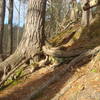 Tree roots are good and bad.  Good to grip feet, but they make the trail a bit of a challenge. East side of North Swan Creek Trail.