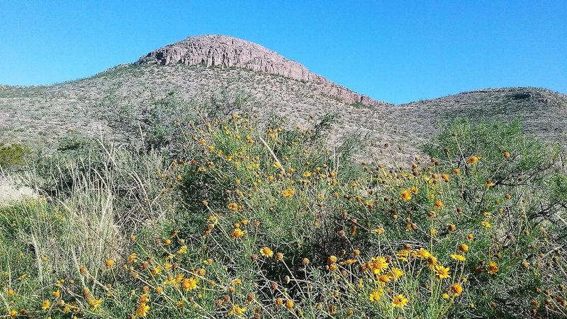 Skeleton flower bush and North Franklins