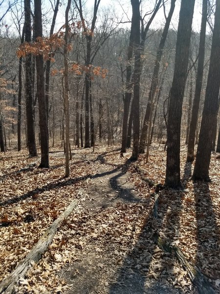 Headed downhill at beginning of trail