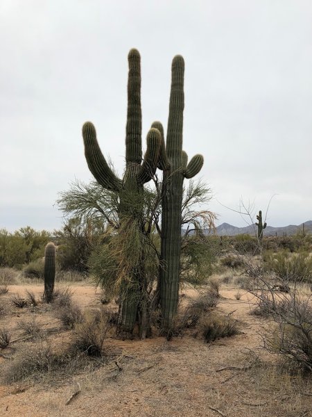 "Twinsies" saguaro cacti