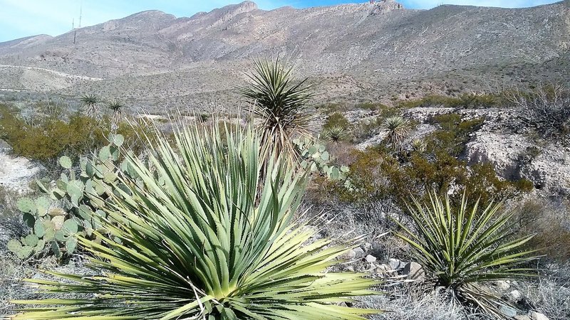 View of  Franklin Mountains from the trail