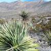 View of  Franklin Mountains from the trail