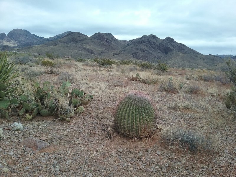 Winter view of the Organ Mountains from the trail