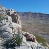 View of the Franklin Mountains and Texas Rainbow cactus