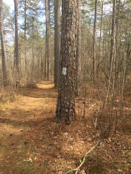 The trail has clear blazing and generally offers wide singletrack.