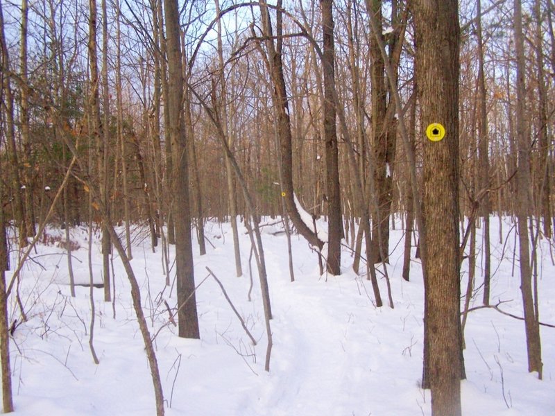 Along the yellow-blazed Perimeter trail at Thatcher Park.