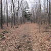 Following an Old Woods Road.