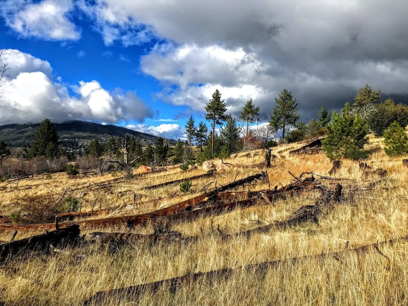 Large pine in an open field